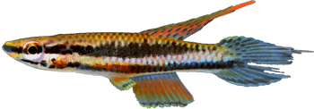PUS - Aphyosemion (Chromaphyosemion) pusillum