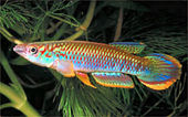 PUT - Epiplatys fasciolatus puetzi