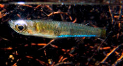 PYG - Fluviphylax pygmaeus