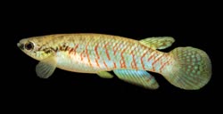 PYH - Rivulus (Melanorivulus) polychromus