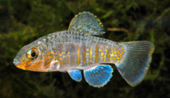 PYO - Floridichthys polyommus
