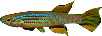PYR - Aphyosemion pyrophore