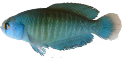 QUE - Austrolebias queguay