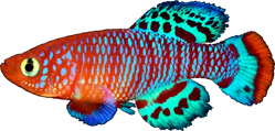 RAC - Nothobranchius rachovii