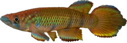 RAT - Epiplatys infrafasciatus rathkei