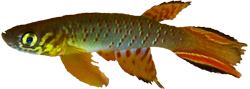 RBC - Aphyolebias rubrocaudatus