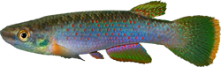 RBE - Rivulus (Cynodontichthys) ribesrubrum