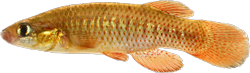 RBF - Fundulus rubrifrons
