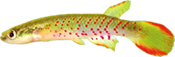 RBG - Rivulus (Melanorivulus) rubroreticulatus