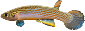 RBL - Rivulus rubrolineatus