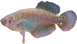 RBS - Austrolebias robustus
