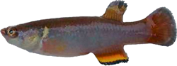 RBU - Millerichthys robustus