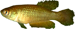 RCS - Ophthalmolebias rosaceus