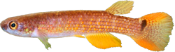 RCT - Rivulus rectocaudatus