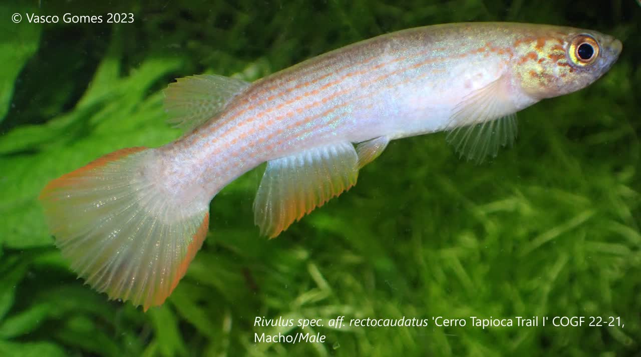 Cerro_Tapioca_Trail_I-COGF_22-21