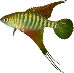RDR - Hypsolebias radiseriatus