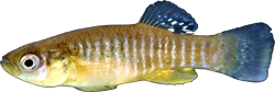 REL - Fundulus relictus