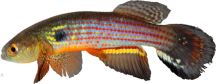 RFC - Neofundulus rubrofasciatus