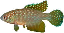 RFS - Hypsolebias rufus