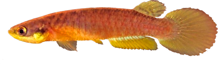 Rivulus (Atlantirivulus) ribeirensis