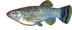 RIC - Aphaniops  richardsoni