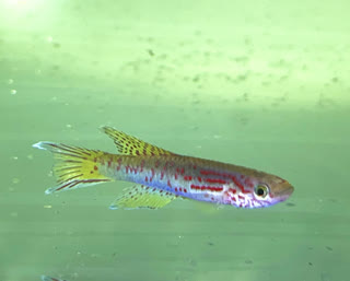 00-0-Copr_2024-Rehobth_Aquaticst.jpg