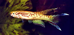 00-0-Copr_1997_Ruud_Wildekampt.jpg