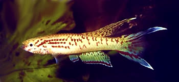 00-3-Copr_1997_Ruud_Wildekampt.jpg