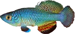 RNW - Nothobranchius rungwaensis