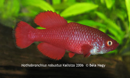 Kalisizo
