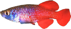 ROB
