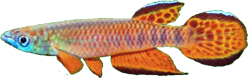ROF - Epiplatys roloffi 'RL99'