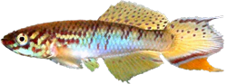 ROS - Fundulopanchax robertsoni
