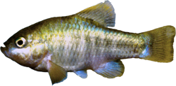 ROU - Cyprinodon radiosus