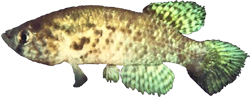 RPN - Austrofundulus rupununi