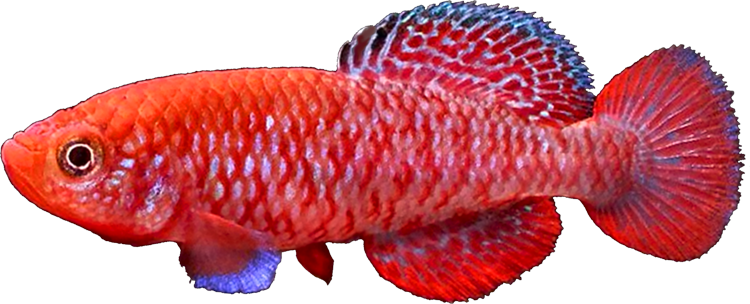 Nothobranchius rosenstocki Kasanka ZAM 00-01