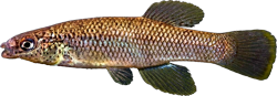 RTH - Fundulus rathbuni