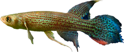 RUB - Trigonectes rubromarginatus