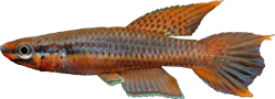 RUG - Aphyosemion rubrogaster