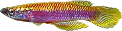 RUH - Epiplatys ruhkopfi 'Kaningali'