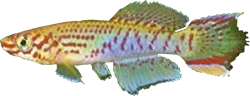 RUL - Fundulopanchax rubrolabiale 