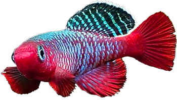 RUN - Nothobranchius rubripinnis