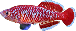 RUR - Nothobranchius rubroreticulatus