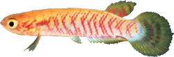 RUT - Rivulus rutilicaudus