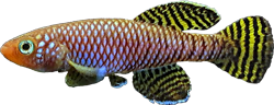 RUU - Nothobranchius ruudwildekampi