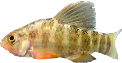 RVD - Cyprinodon riverendi