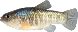RVT - Cyprinodon rubrofluviatilis