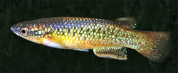 SAK - Pachypanchax sakaramyi