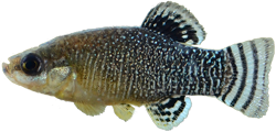 SAO - Apricaphanius saourensis