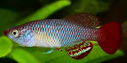 SAT - Nothobranchius sagittae